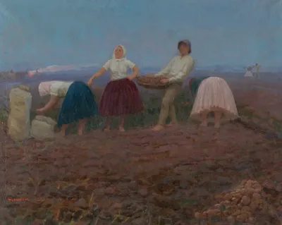 Potato Picking 2