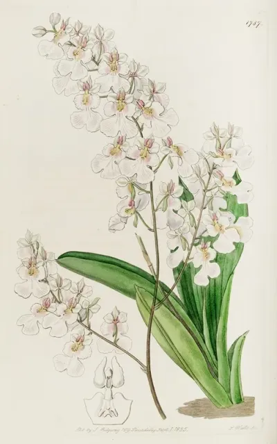 Pretty Oncidium