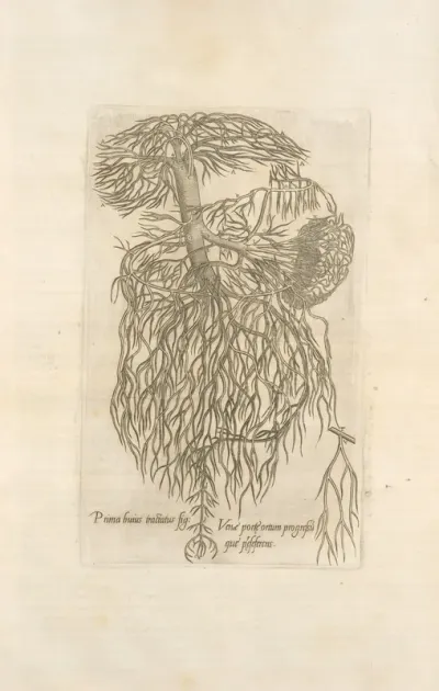 Prima Huirus Tractatus Fig Venae Portae Ortum Progresumque Praeseferens