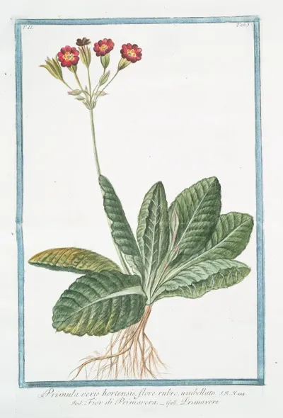 Primula Varis Hortensis Flore Rubro Umbellato Fior Di Primavera Primavere