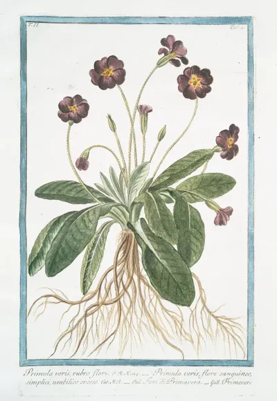 Primula Varis Rubro Fiore Primula Veris Flore Sanguineo Simplici Umbilico Croceo Fiori Di Primavera Primevere