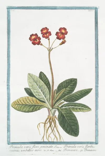 Primula Veris Flore Geminato Primula Veris Floribus Coccineis Umbellico Aureo Primavera Primevere