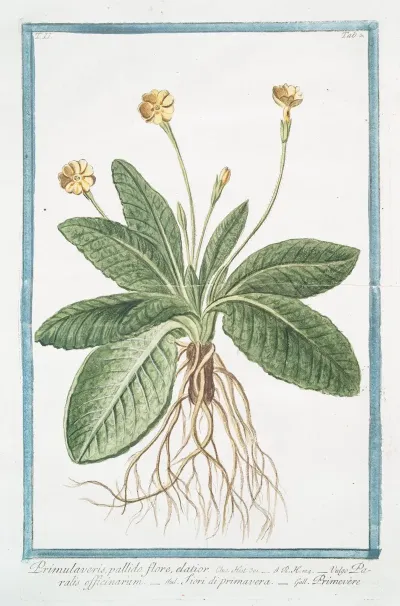 Primulaveris Pallido Flore Elatior Paralis Officinarum Fiori Di Primavera Primevere