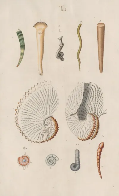 Prodromus In Systema Historicum Testaceorum Pl 01
