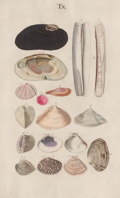 Prodromus In Systema Historicum Testaceorum Pl 10