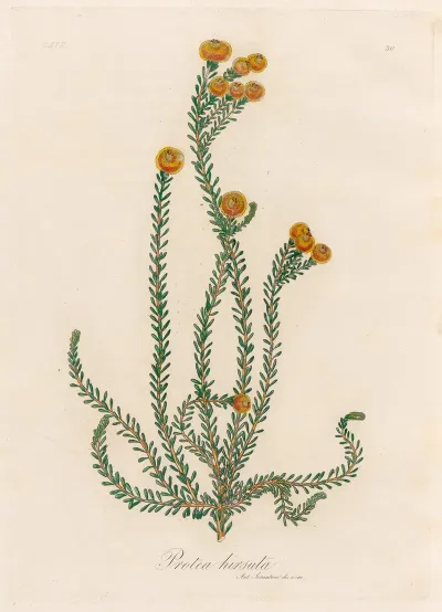 Protea Hirsuta