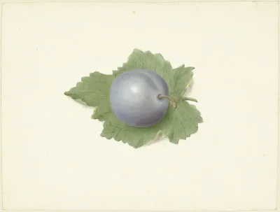 Pruim Op Een Blad