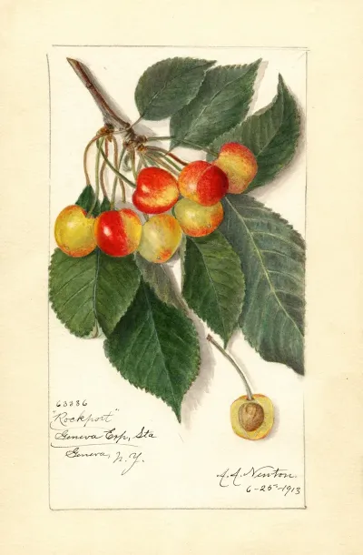 Prunus Avium Rockport