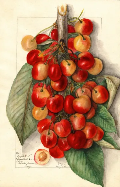 Prunus Avium Royal Anne
