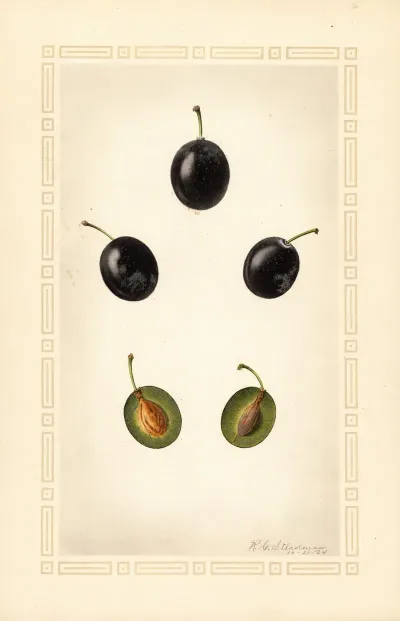 Prunus Domestica Mackinan