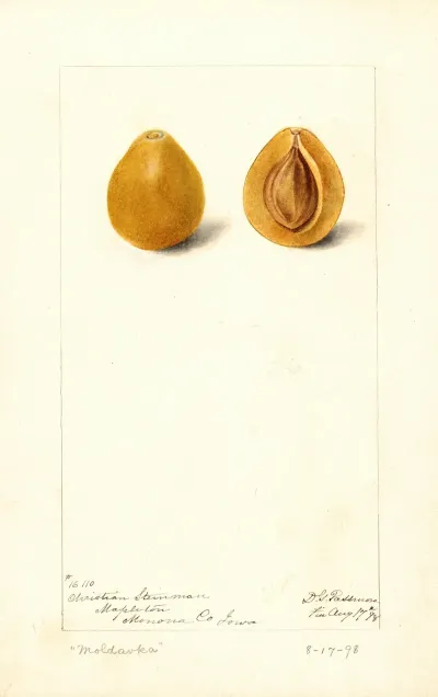 Prunus Domestica Moldavka