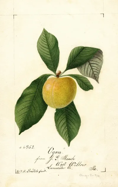Prunus Domestica Ogon