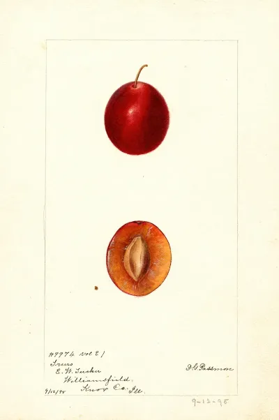 Prunus Domestica Truro