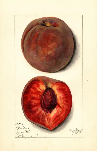Prunus Persica Bloomington