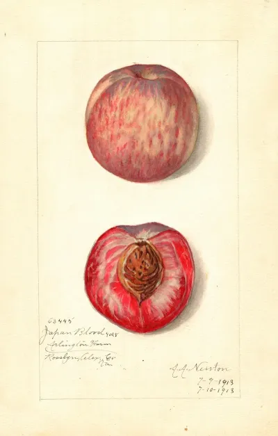 Prunus Persica Japan Blood