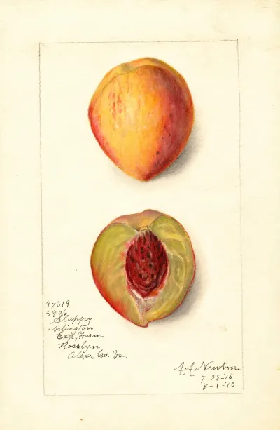 Prunus Persica Slappy