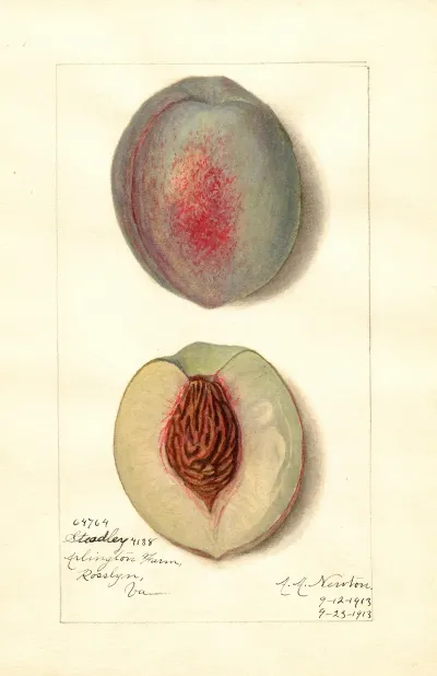 Prunus Persica Steadley