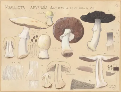 Psalliota Arvensis Schff 1770 Silvicola Vitt