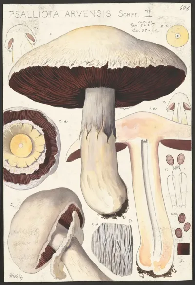 Psalliota Arvensis Schff Ii
