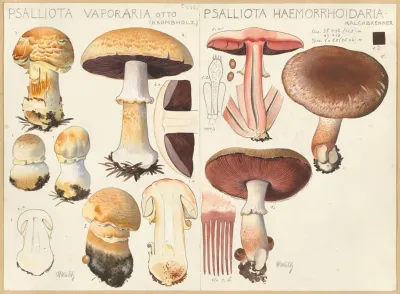 Psalliota Vaporaria Psalliota Haemorrhoidaria