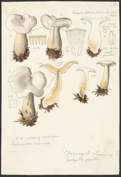 Psathyrella Gracilis Clitocybe Clavipes