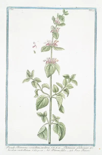 Pseudo Dictamnus Verticillatus Inodorus Dictamum Adulterinum Quibusdam Verticillatum Dittamo Falso Faux Dictame False Dittany