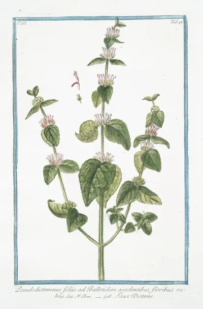 Pseudodictamnus Foliis Ad Ballotidem Accedentibus Floribus Rubris Faux Dictame False Dittany Ballota Nana