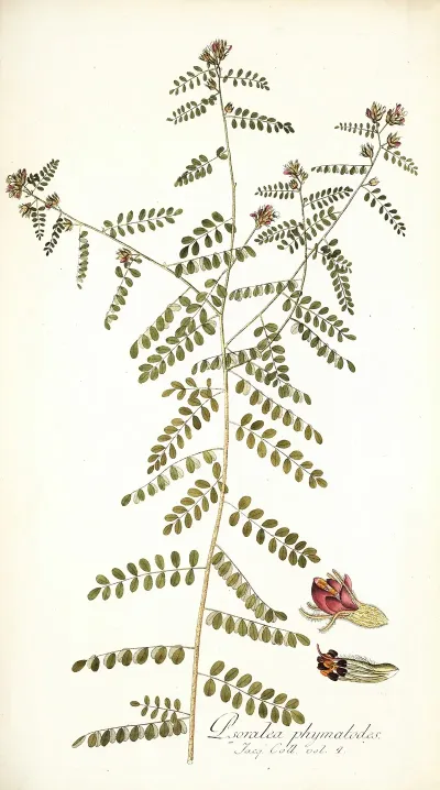 Psoralea Phymatodes