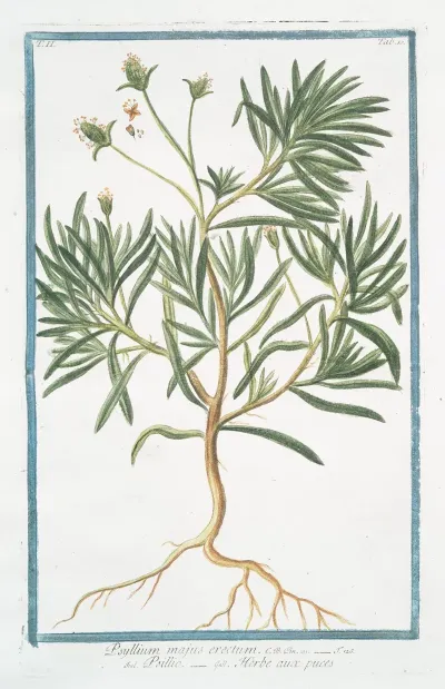 Psyllium Majus Erectum Psillio Herbe Aux Puces Flea Seed Ispaghula Spogel