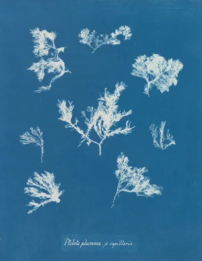 Ptilota Plumosa β Capillaris
