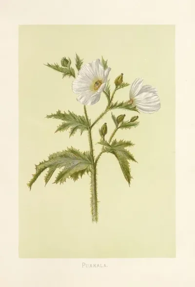 Puakala