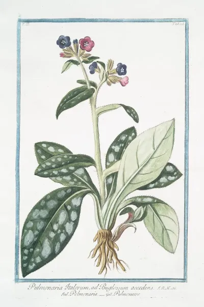 Pulmonaria Italorum Ad Buglossum Accedens Polmonaria Pulmonaire Lungwort