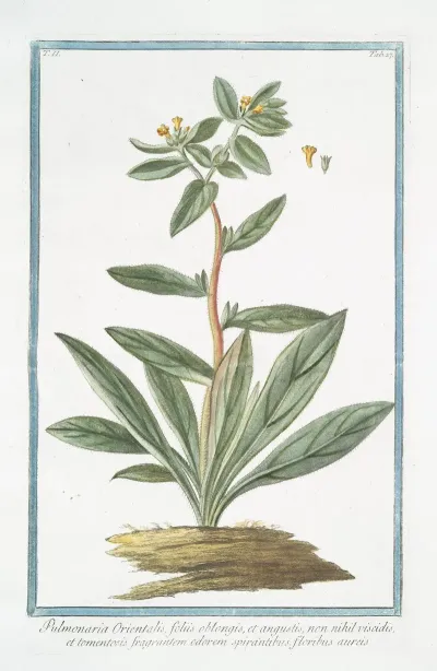 Pulmonaria Orientalis Foliis Oblongis Et Angustis Non Nihil Viscidis Et Tomentosis Fragrantem Odorem Spirantibus Floribus Aureis