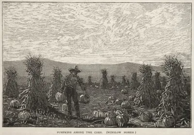 Pumpkins Among The Corn