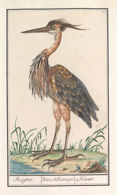 Purperreiger Ardea Purpurea