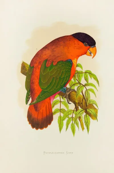 Purple Capped Lory