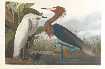 Purple Heron