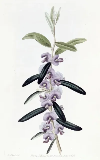 Purple Hovea