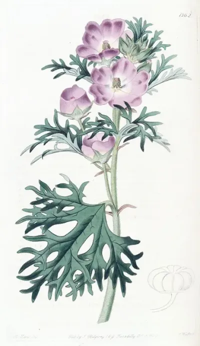 Purple Mallow