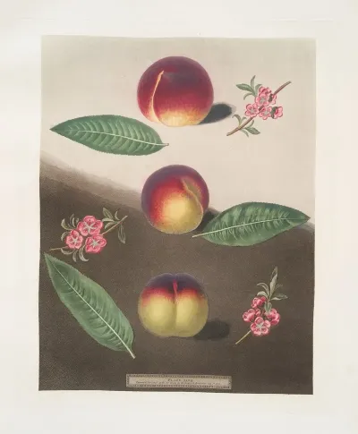 Purple Peach Peach Of Mr Padleys And The Violette Hative Peach