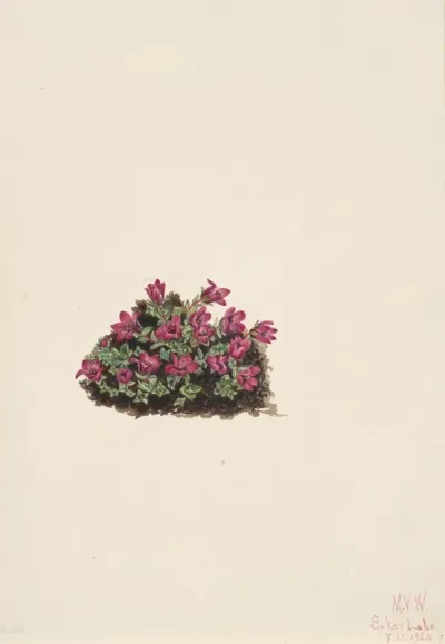 Purple Saxifrage Saxifraga Oppositifolia 2