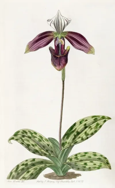Purple Stained Ladys Slipper