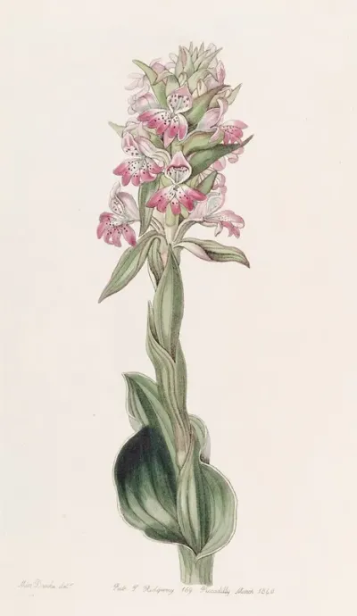 Pustular Satyrium