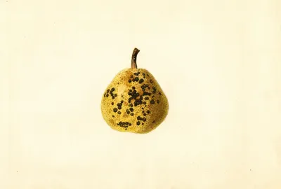 Pyrus Communis 4