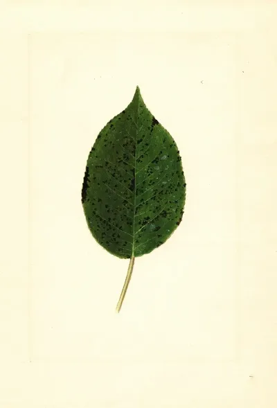 Pyrus Communis Kieffer 4