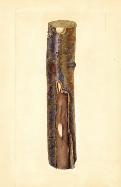 Pyrus Communis Kieffer 7
