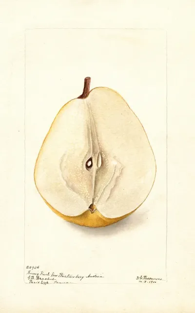 Pyrus Communis Konig Karl Von Wurttemberg