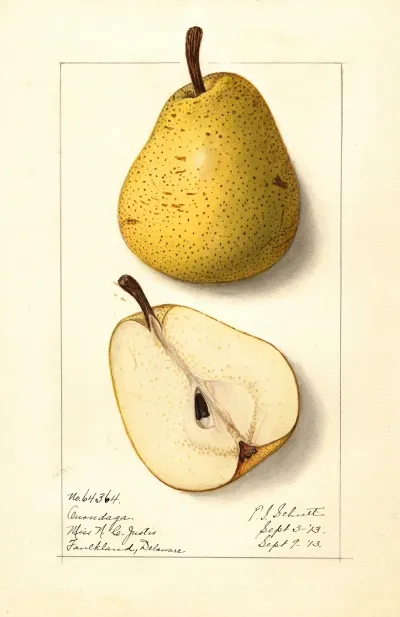 Pyrus Communis Onondaga