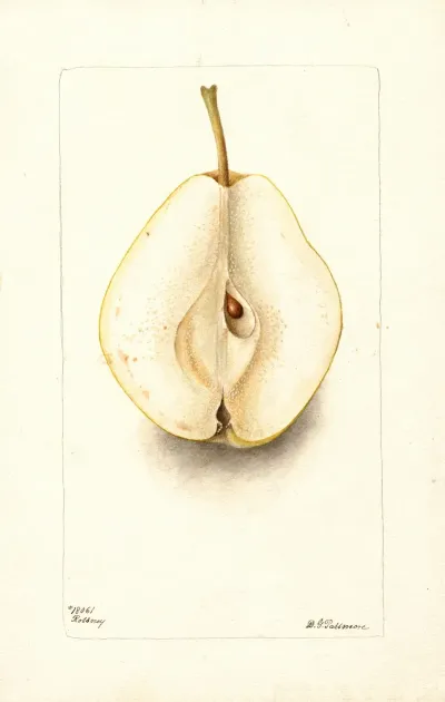 Pyrus Communis Rossney