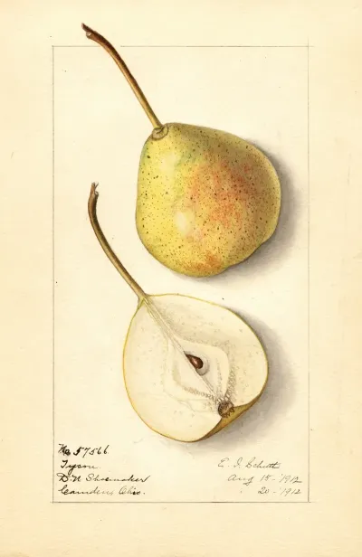 Pyrus Communis Tyson